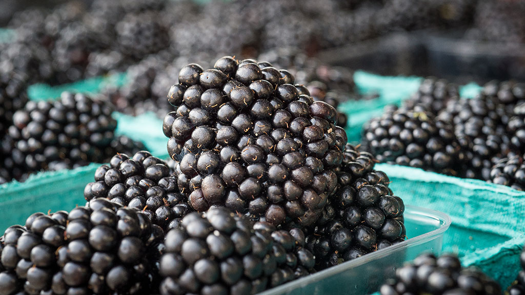 Blackberries image